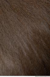 Photo Textures of Monkey Fur